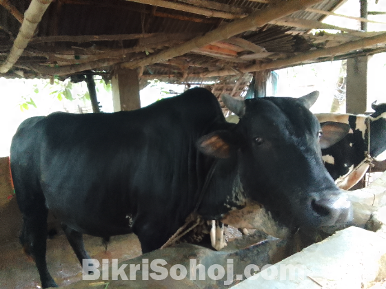 শাহি ওয়াল ষার গরু ষার নয় যেন কালো রঙের হাতি!